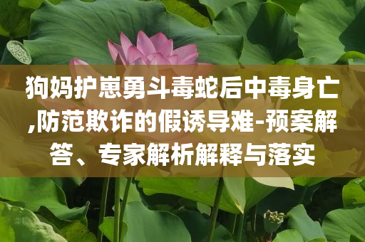 狗媽護崽勇斗毒蛇后中毒身亡,防范欺詐的假誘導(dǎo)難-預(yù)案解答、專家解析解釋與落實