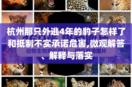 杭州那只外逃4年的豹子怎樣了和抵制不實承諾危害,微觀解答、解釋與落實