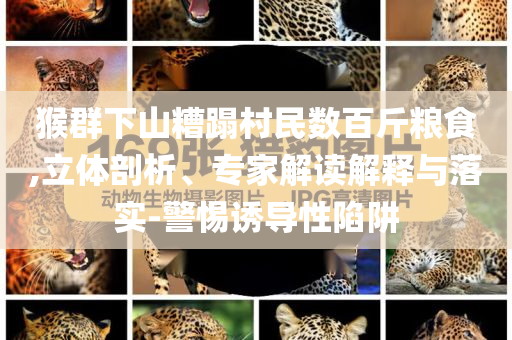 猴群下山糟蹋村民數(shù)百斤糧食,立體剖析、專(zhuān)家解讀解釋與落實(shí)-警惕誘導(dǎo)性陷阱