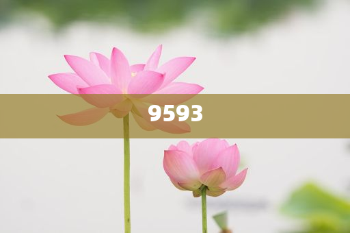 貓貓：你禮貌嗎-深度釋義、專家解讀解釋與落實(shí)?,留心欺詐的套路
