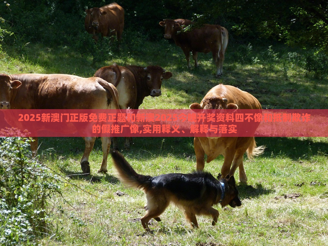 2025新澳門正版免費(fèi)正題和新澳2025今晚開獎資料四不像和抵制欺詐的假推廣像,實(shí)用釋義、解釋與落實(shí) 2025新澳門正版免費(fèi)正題和新澳2025今晚開獎資料四不像和抵制欺詐的假推廣像,實(shí)用釋義、解釋與落實(shí)