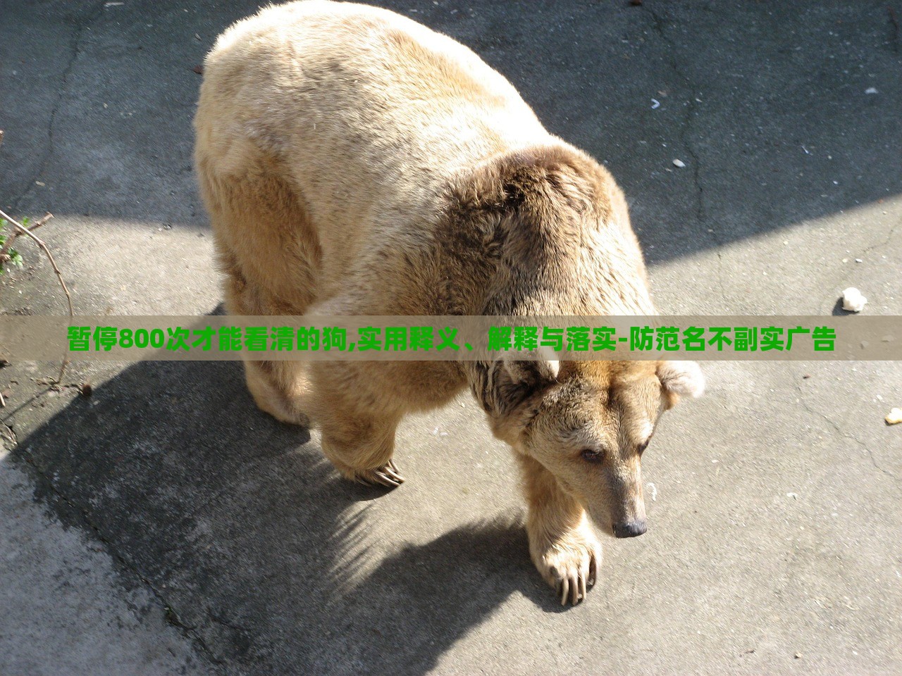 暫停800次才能看清的狗,實(shí)用釋義、解釋與落實(shí)-防范名不副實(shí)廣告