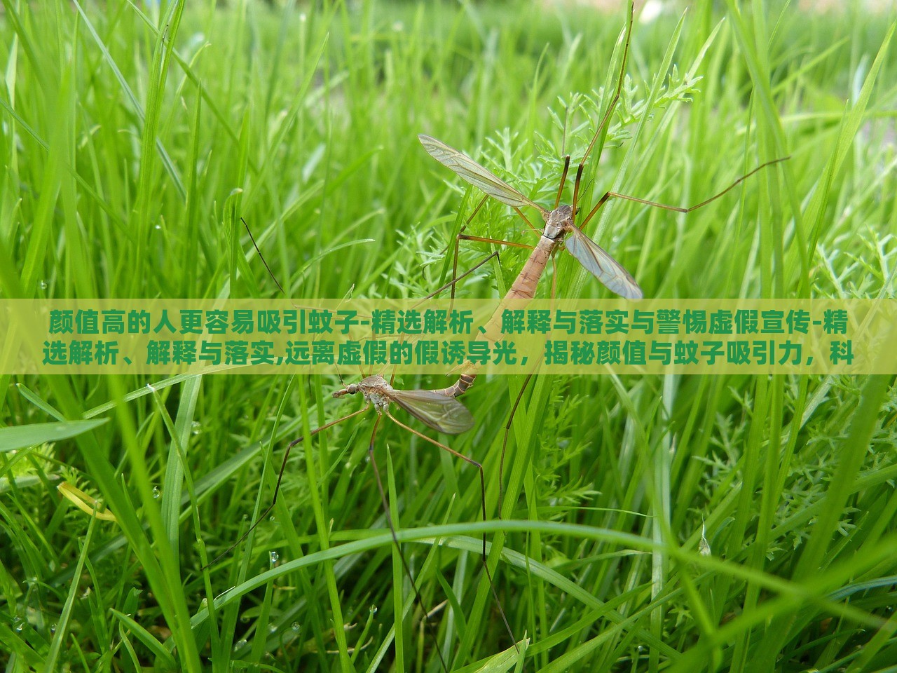 颜值高的人更容易吸引蚊子-精选解析、解释与落实与警惕虚假宣传-精选解析、解释与落实,远离虚假的假诱导光，揭秘颜值与蚊子吸引力，科学真相与虚假宣传警示